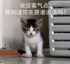 吃瓜娱乐的喵哥是谁呀,吃瓜娱乐界的神秘喵星人